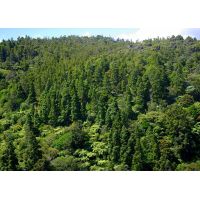 森林资源资产价格评估